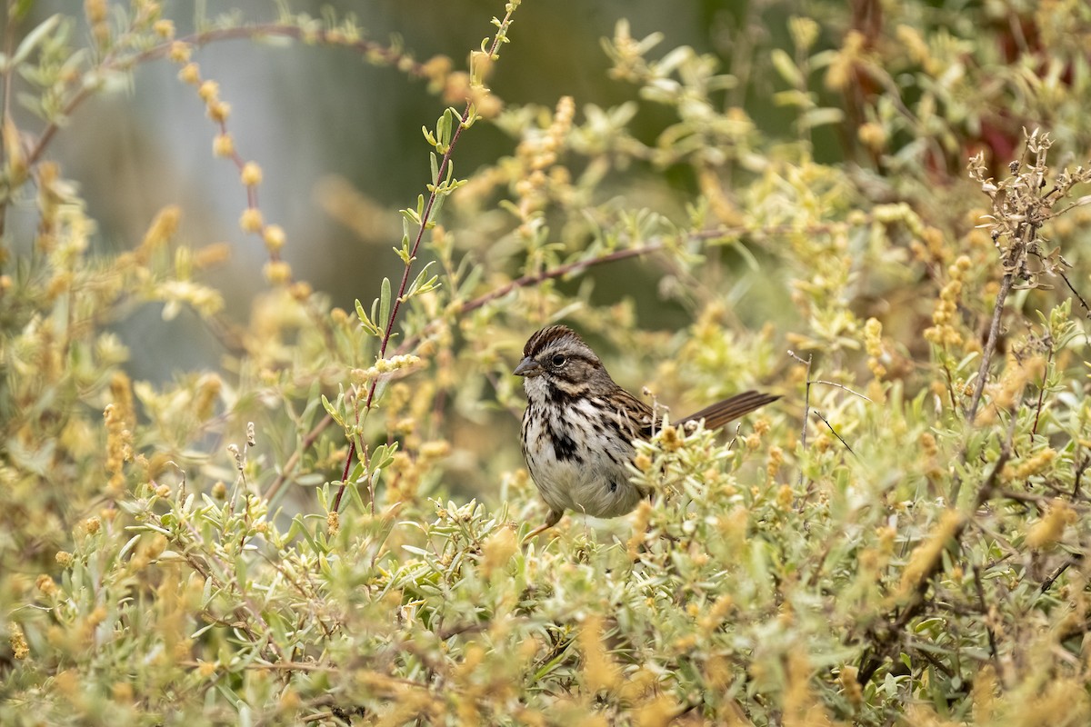 Song Sparrow - ML647117912