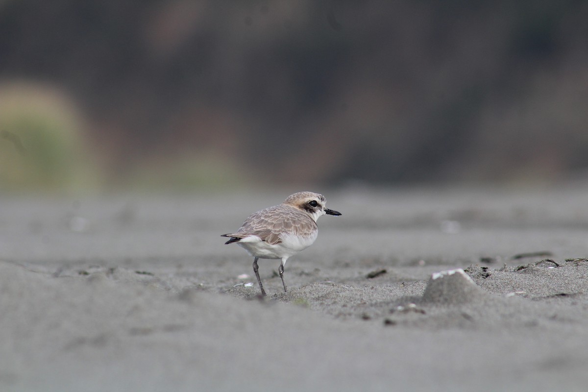 Snowy Plover - ML647117916