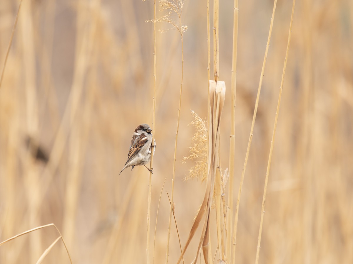 vrabec domácí - ML647117917