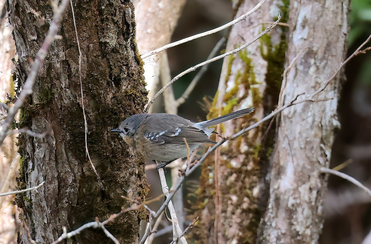 Kauai Elepaio - ML647117920