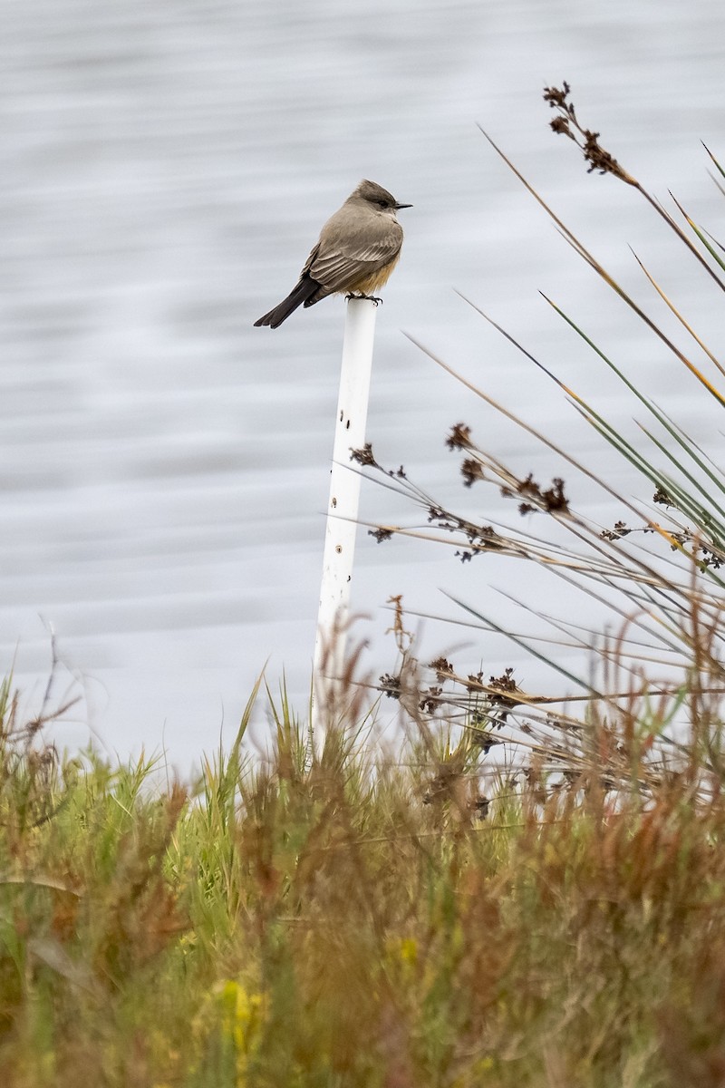 Say's Phoebe - ML647117921