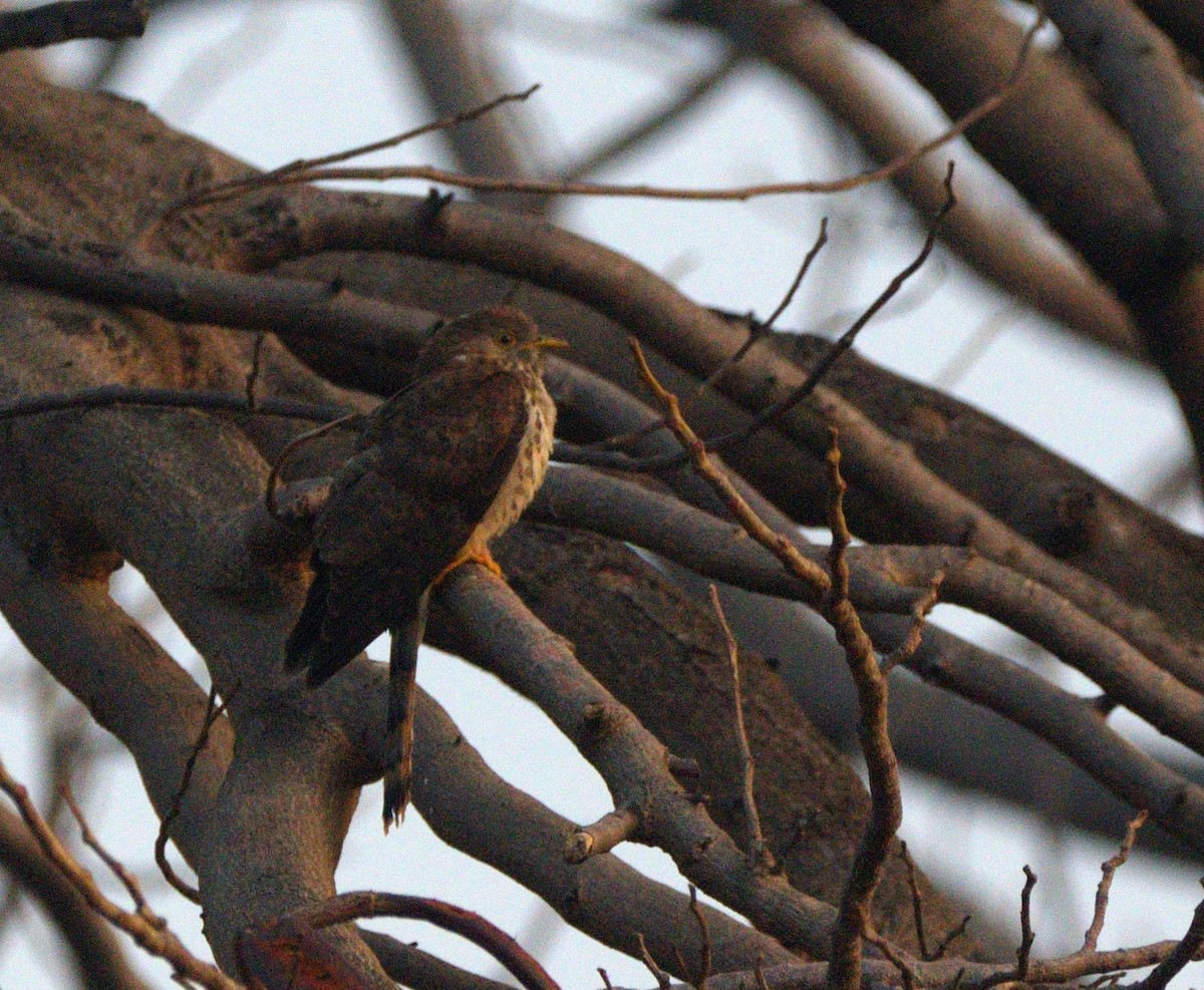 Common Hawk-Cuckoo - ML647117926