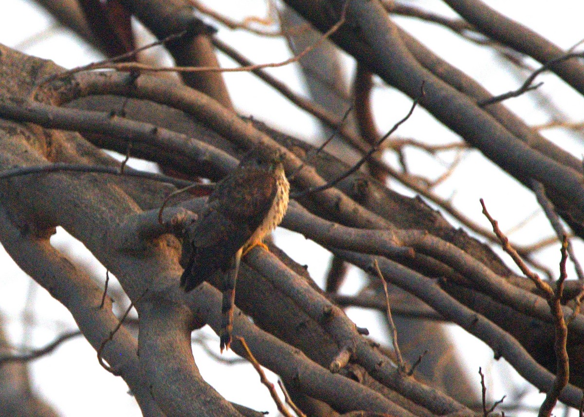 Common Hawk-Cuckoo - ML647117927