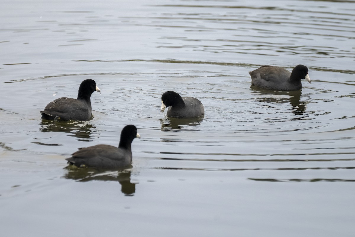 Kopetazuri amerikarra - ML647117935