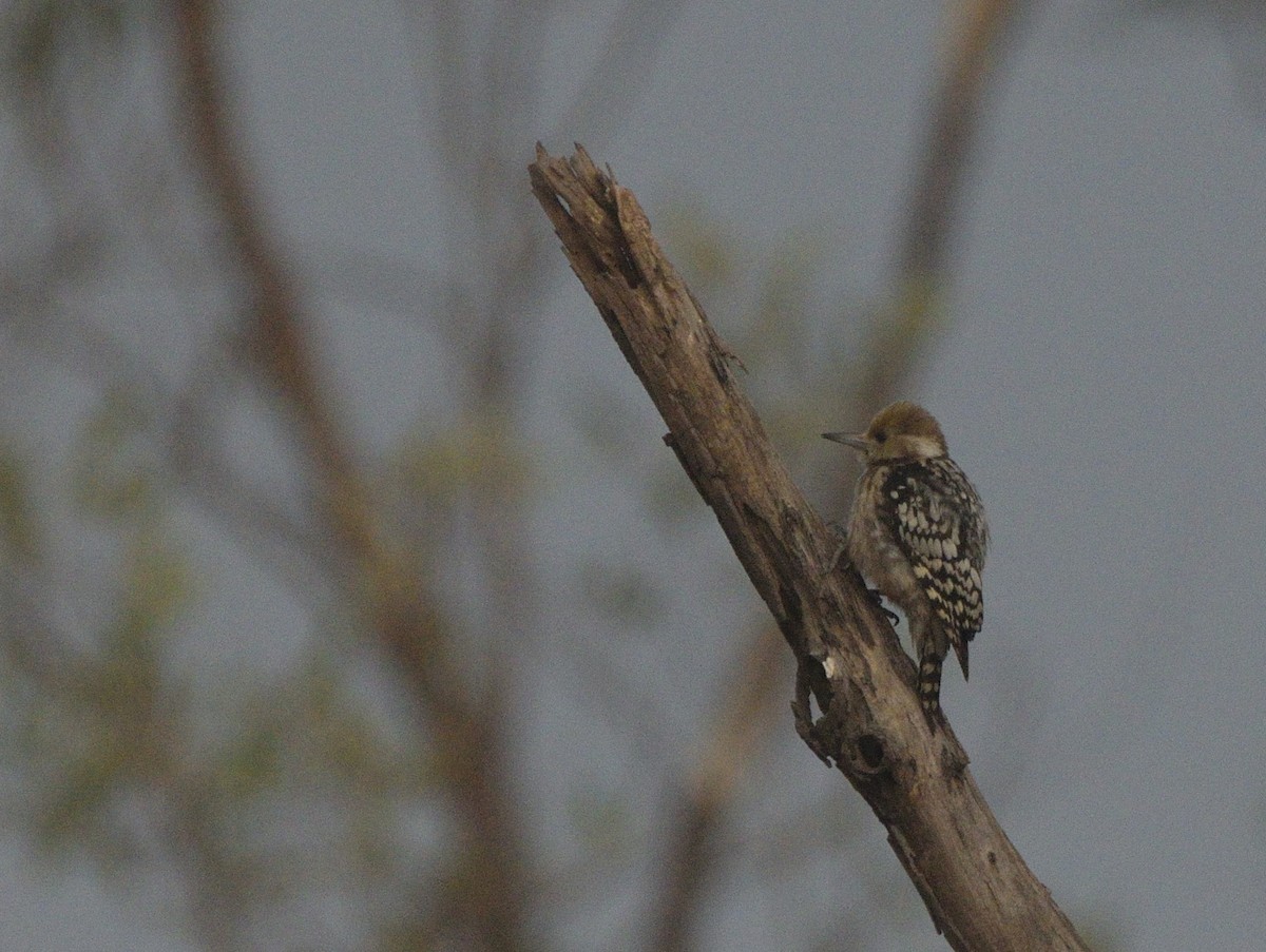 Yellow-crowned Woodpecker - ML647117937