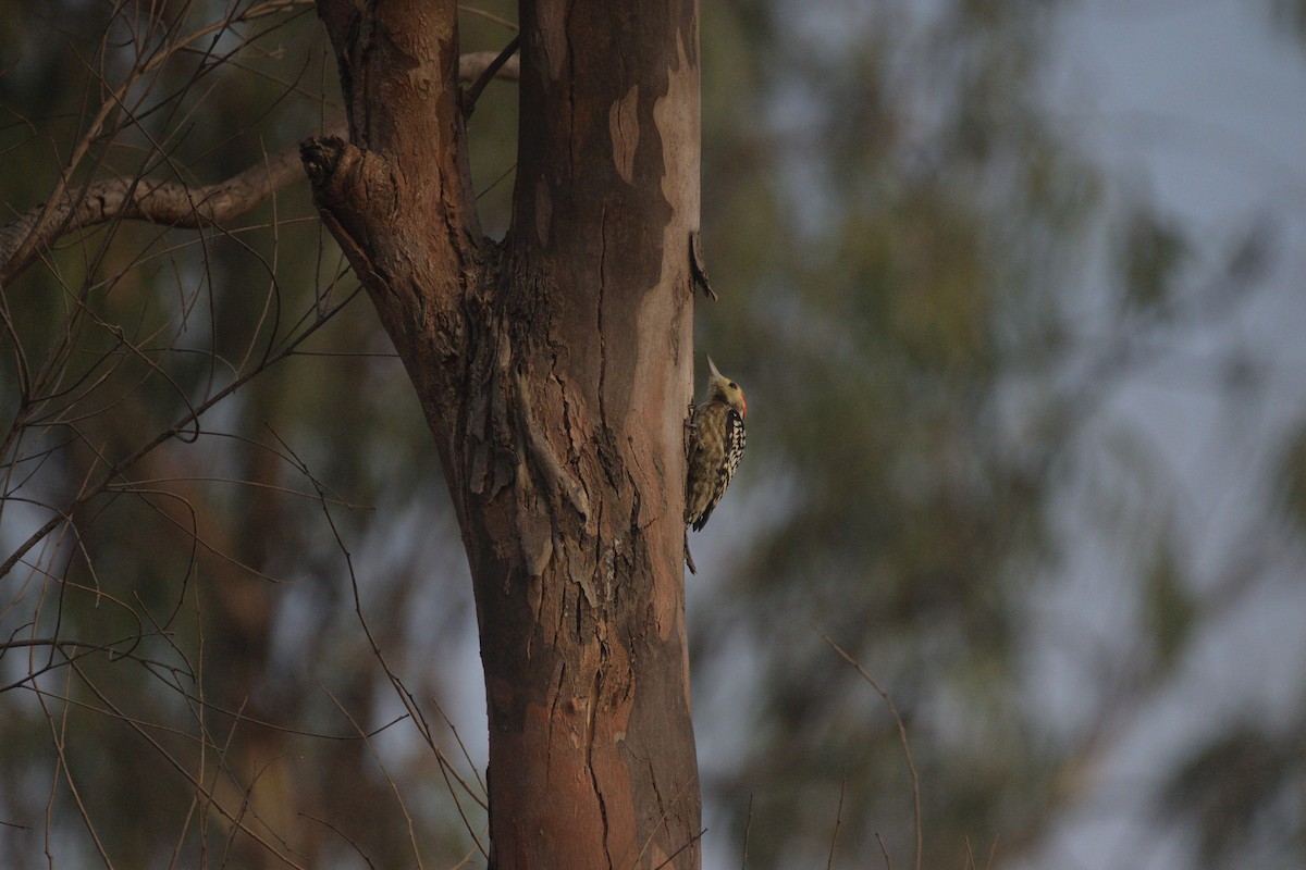 Yellow-crowned Woodpecker - ML647117938