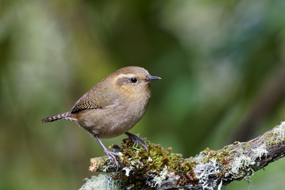 Волоочко гірське - ML647117947