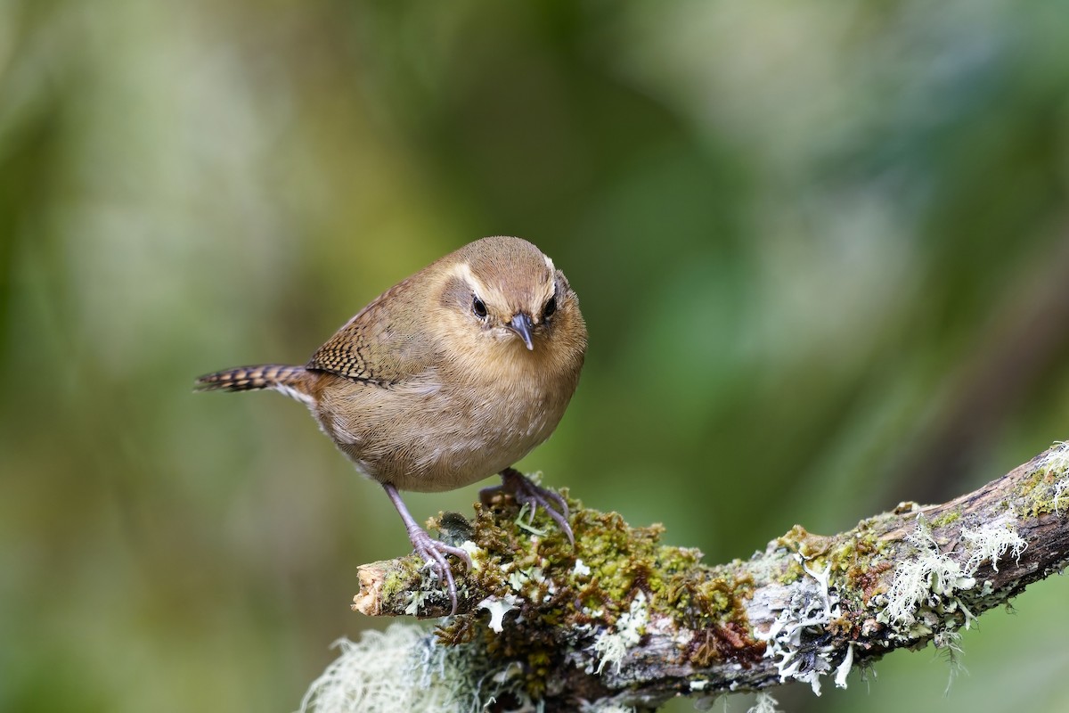 Волоочко гірське - ML647117948