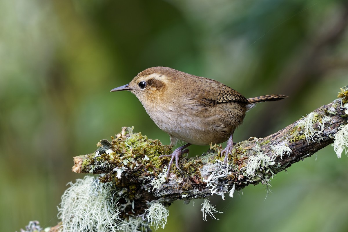 Волоочко гірське - ML647117949
