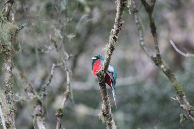 Trogons