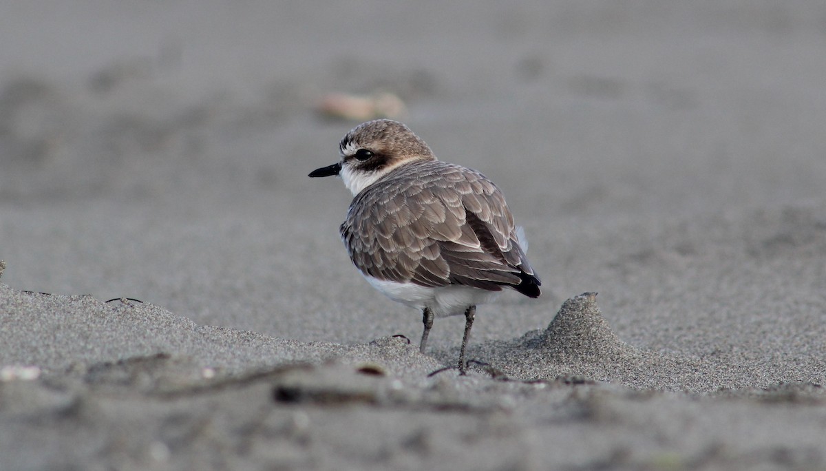 Snowy Plover - ML647117968