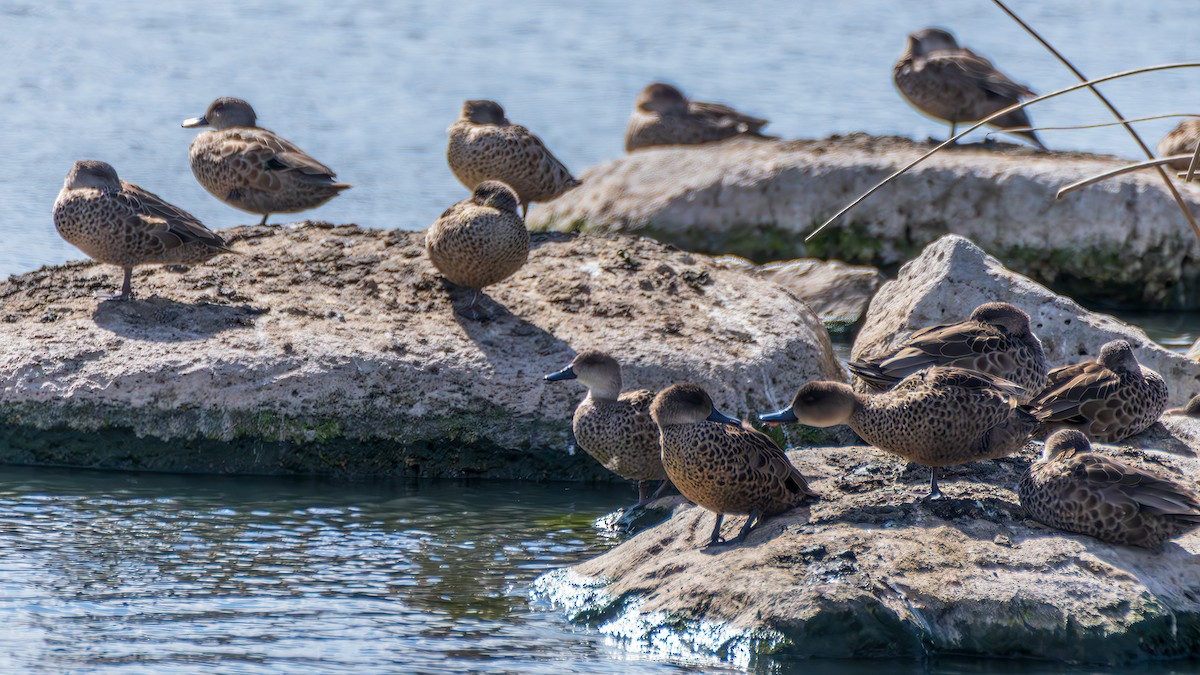 Australente - ML647117979