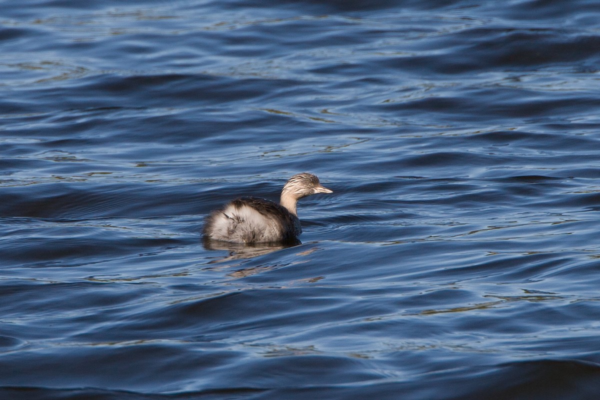 Zampullín Canoso - ML647117991