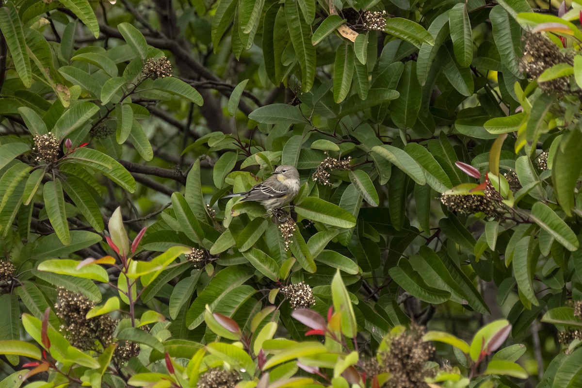Yellow-rumped Warbler - ML647117997