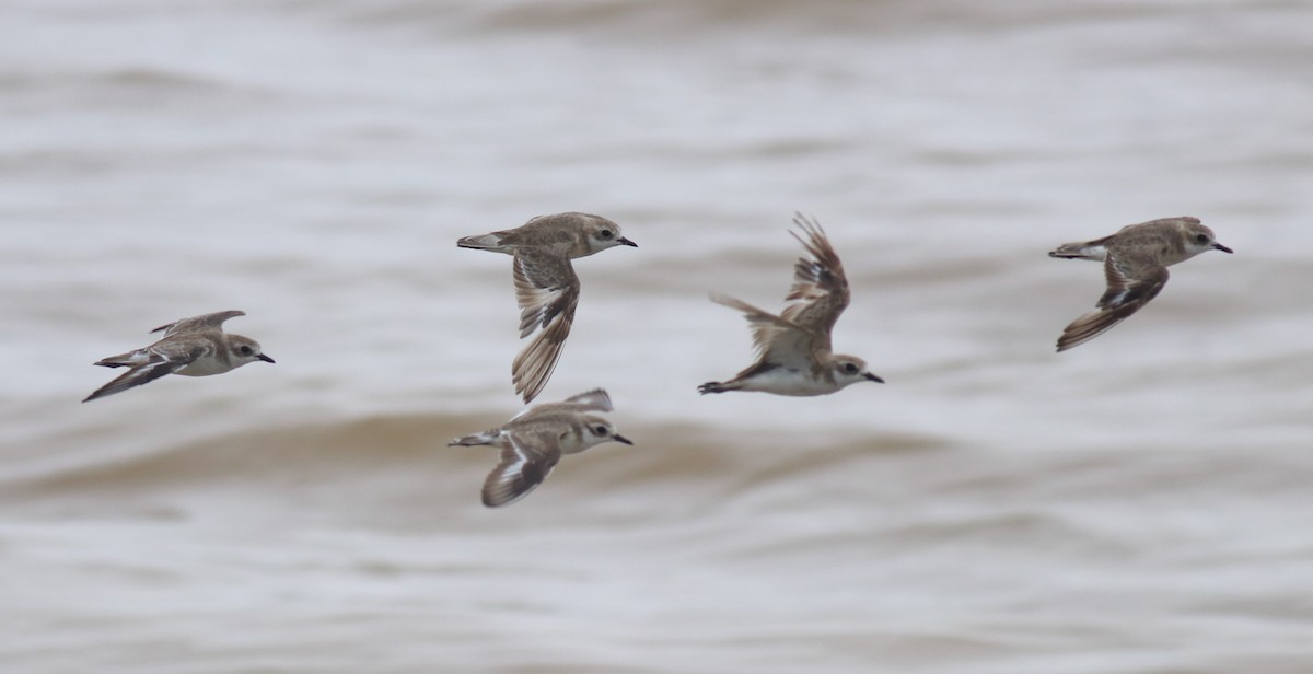 Tibet Cılıbıtı - ML647117998