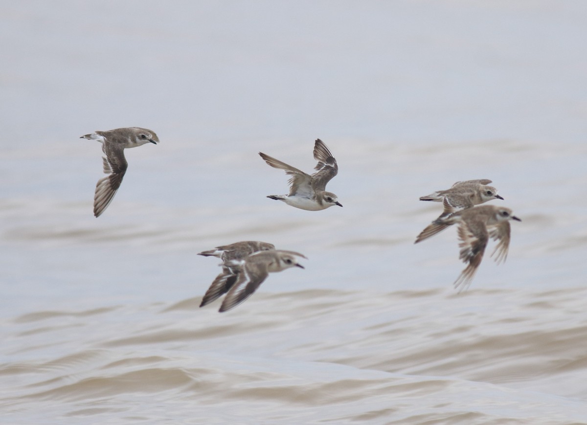 Tibet Cılıbıtı - ML647117999