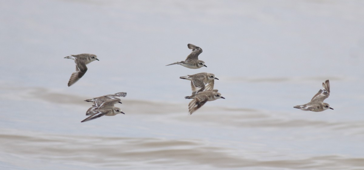 Tibet Cılıbıtı - ML647118000