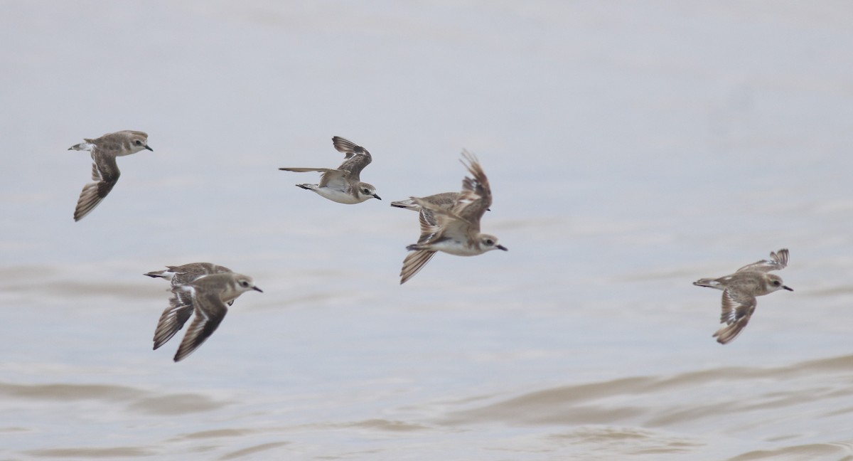 Tibet Cılıbıtı - ML647118001