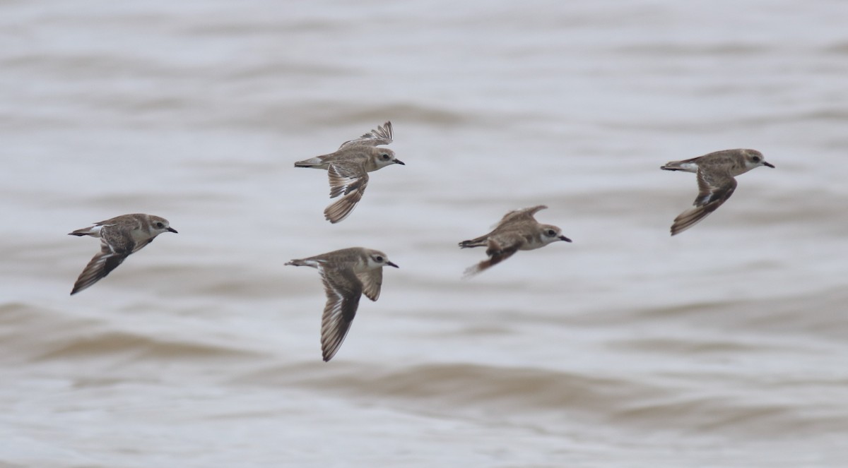 Tibet Cılıbıtı - ML647118002