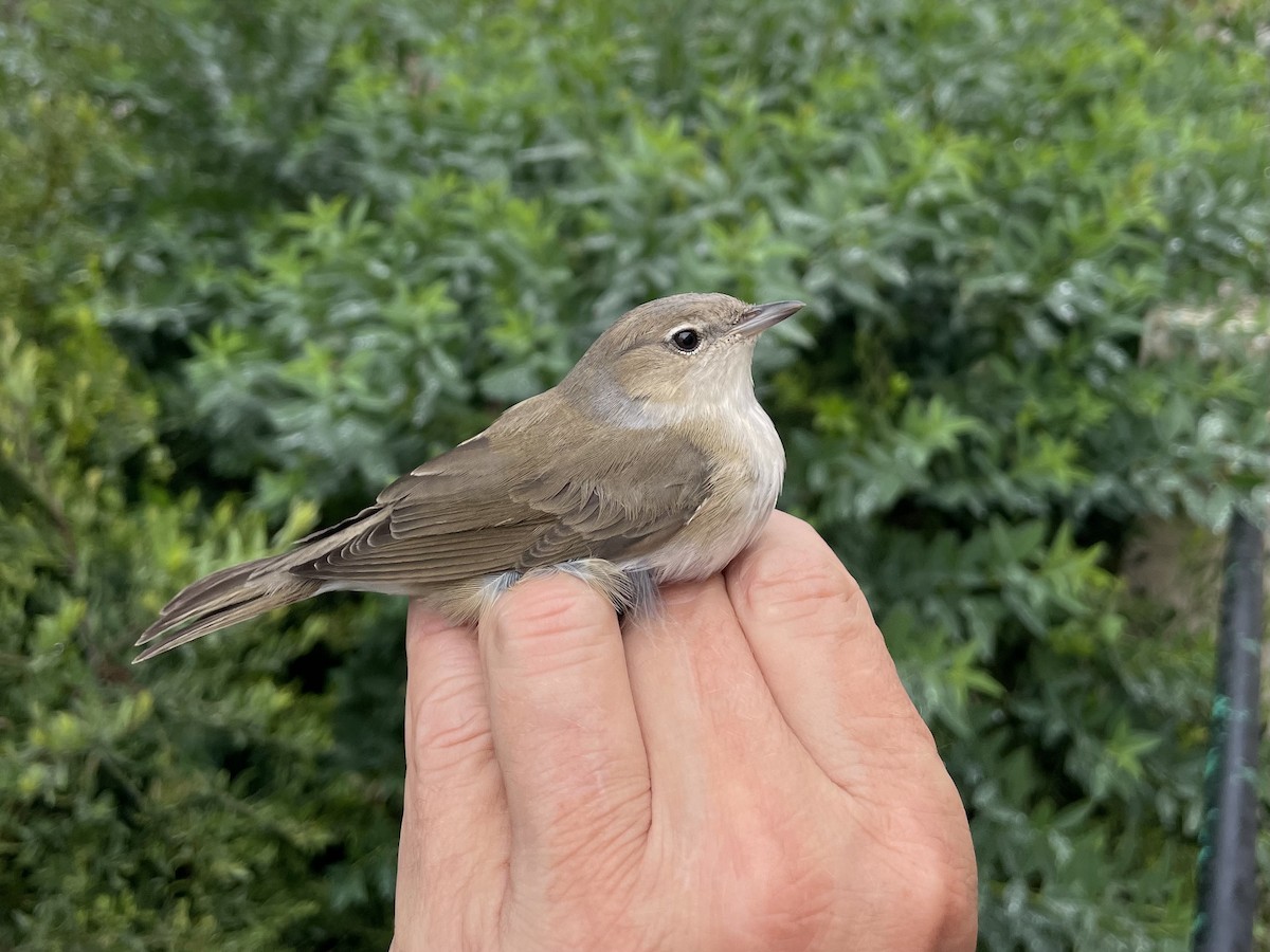 Garden Warbler - ML647118003