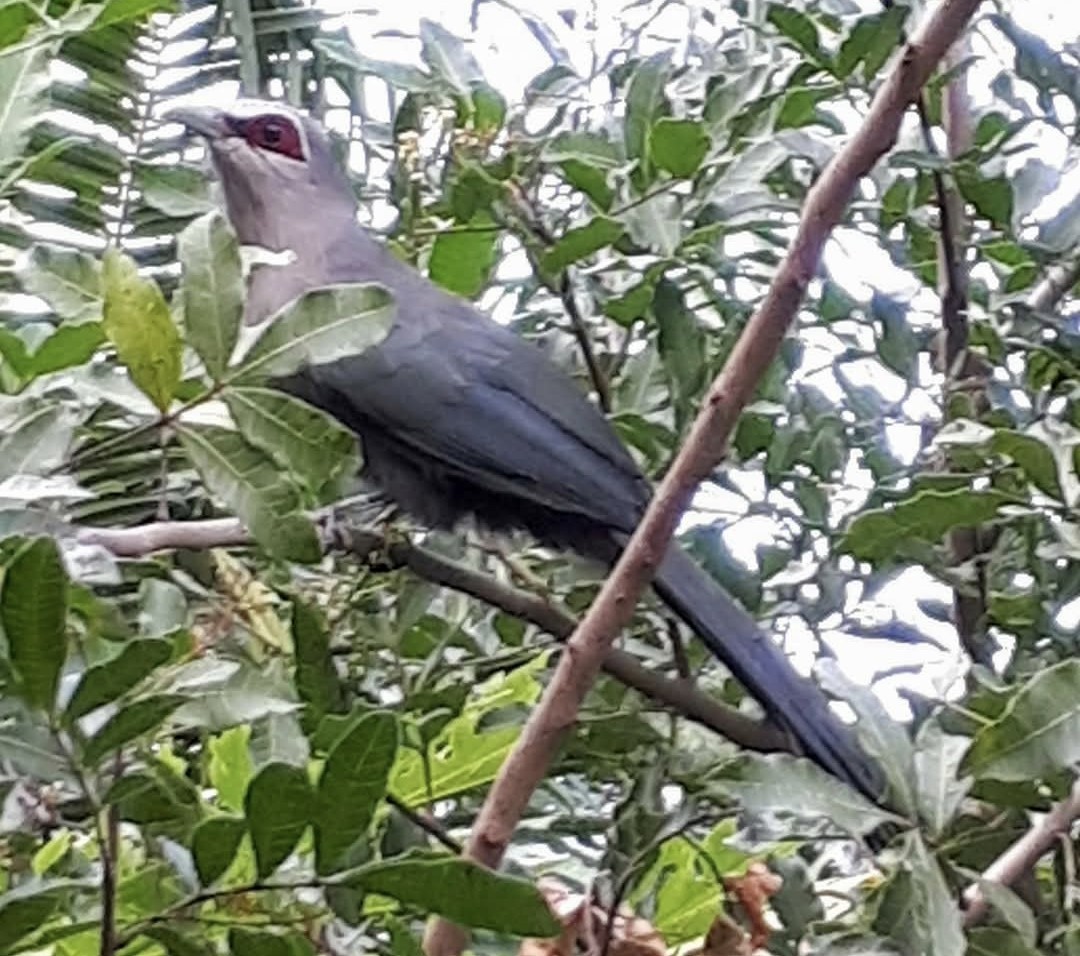 Green-billed Malkoha - ML647118004
