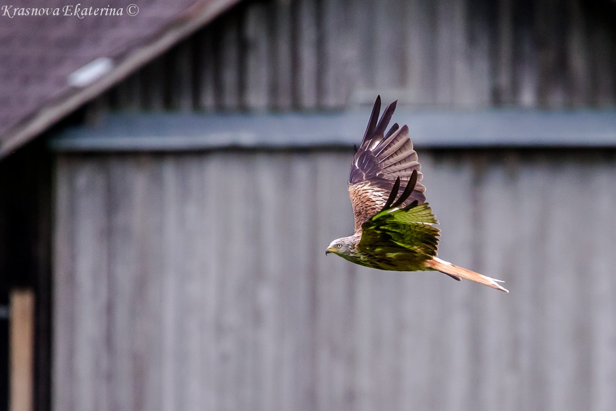 アカトビ - ML647118014