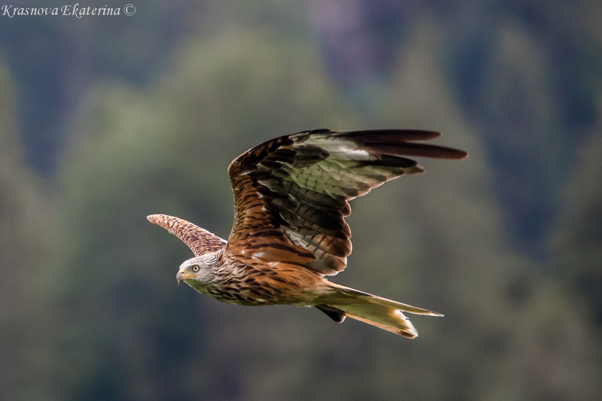 アカトビ - ML647118015