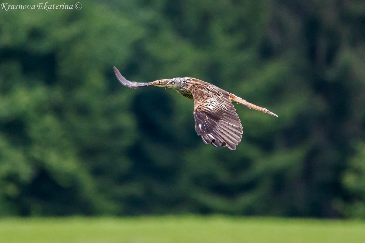 アカトビ - ML647118016