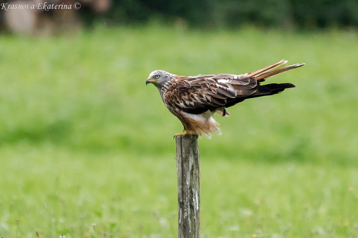 アカトビ - ML647118017