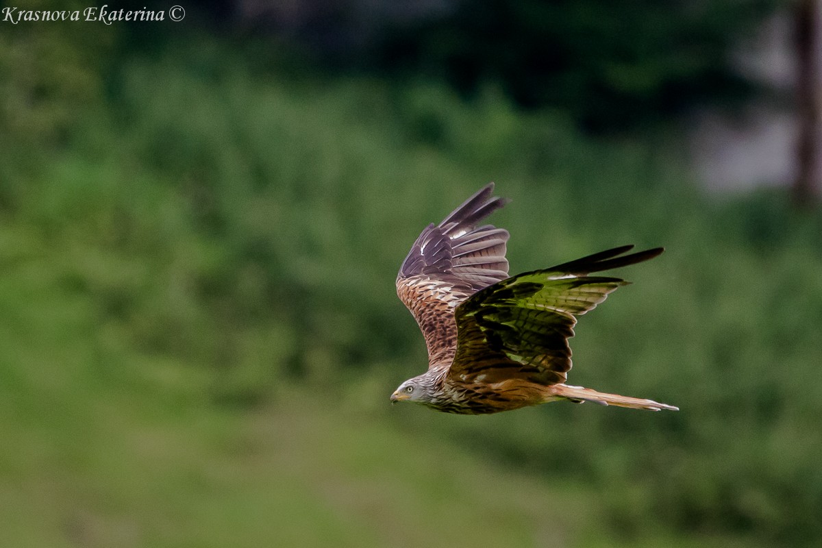 アカトビ - ML647118018