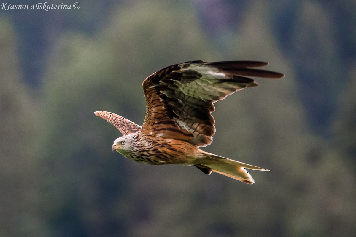 アカトビ - ML647118019