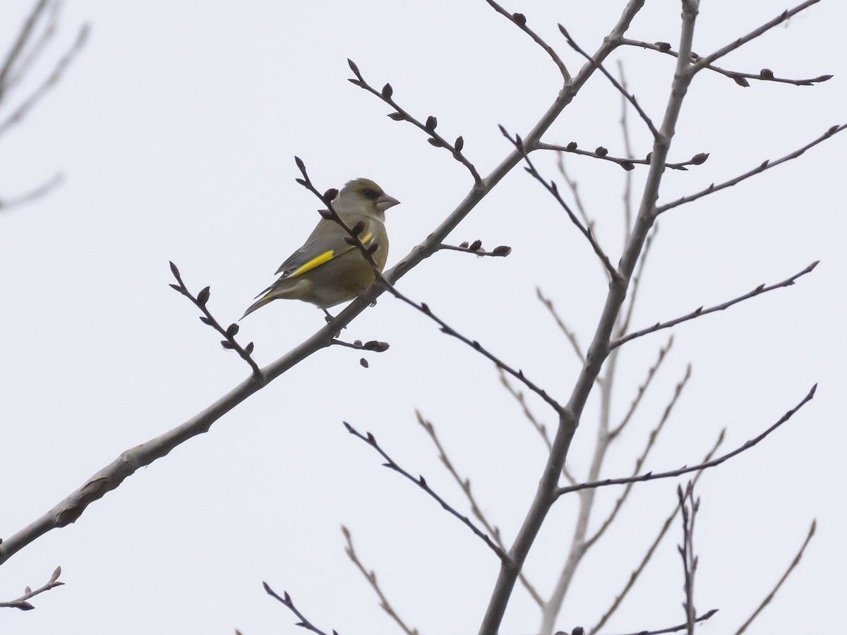 zvonek zelený - ML647118020