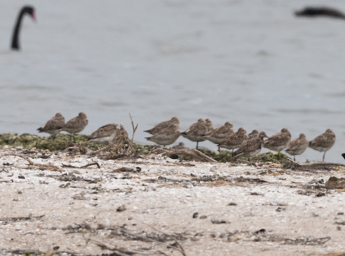 Bar-tailed Godwit - ML647118025