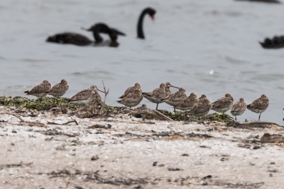 Bar-tailed Godwit - ML647118026