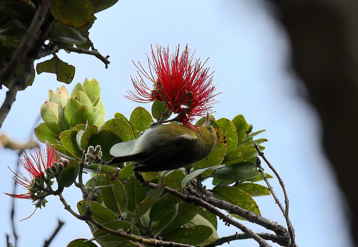 Anianiau - ML647118029