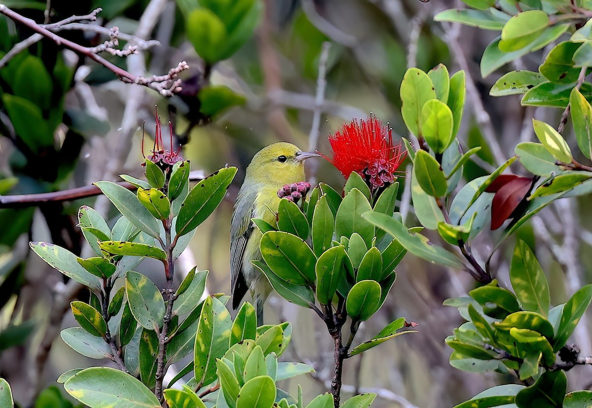 Anianiau - ML647118030