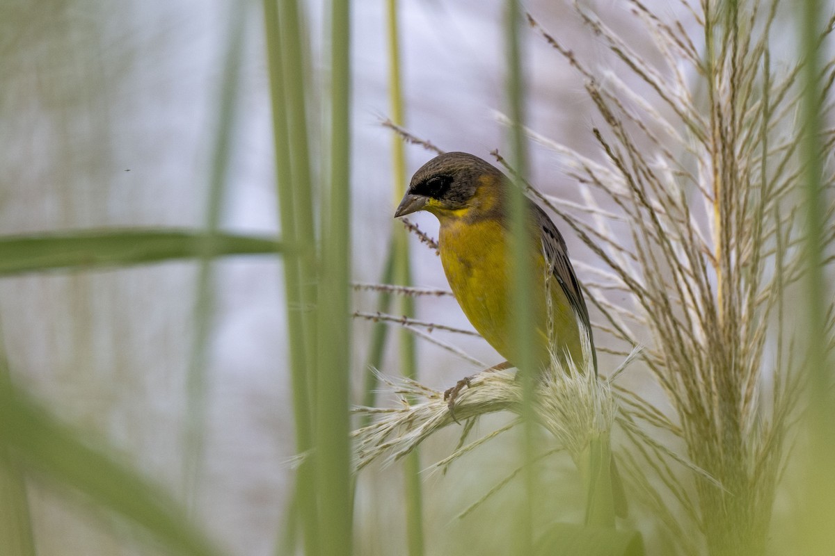 Black-headed Bunting - ML647118032