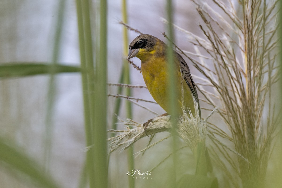Black-headed Bunting - ML647118033