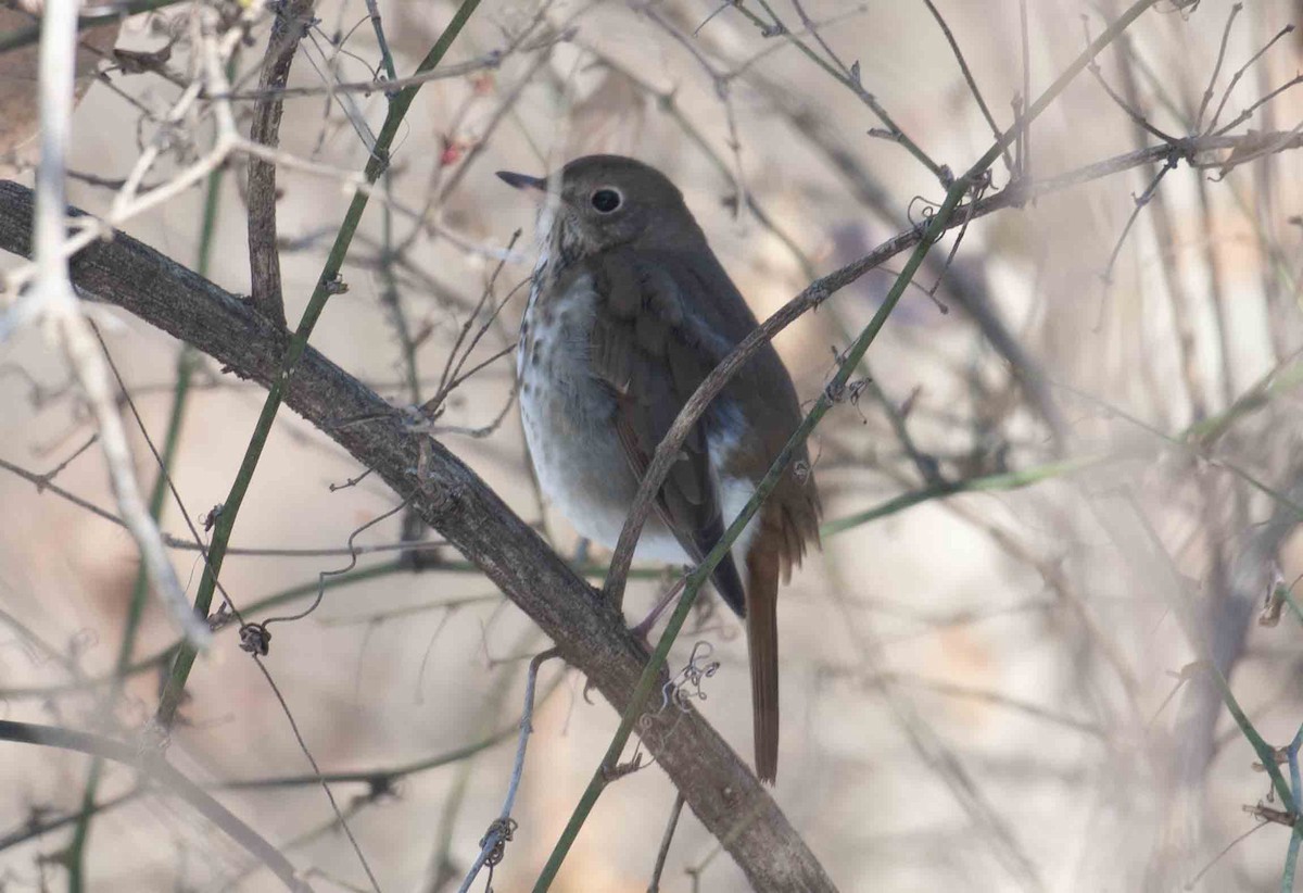 Hermit Thrush - ML647118049