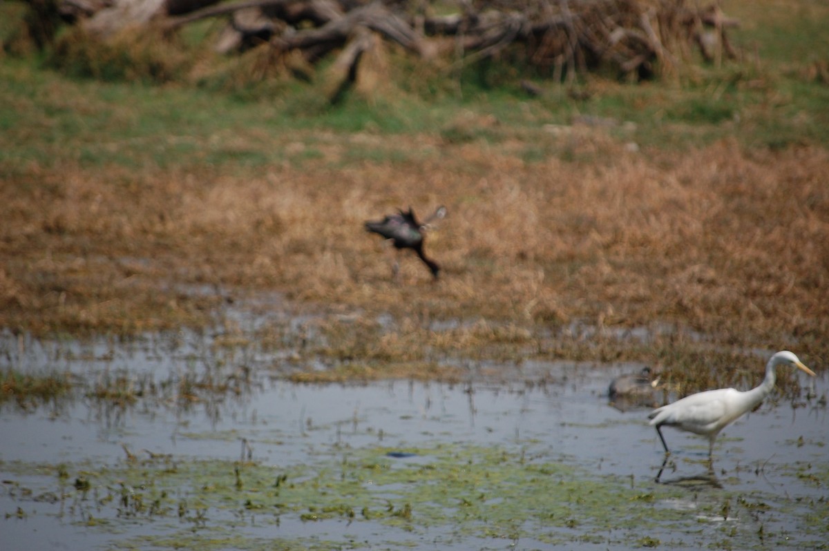 Koartza zuria - ML647118051