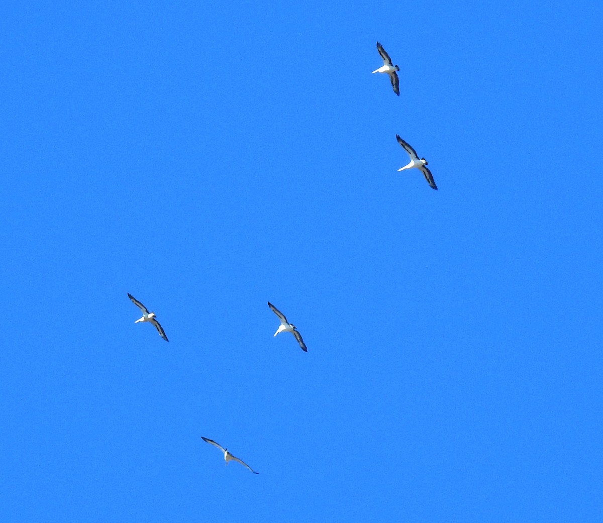 Australian Pelican - ML647118062