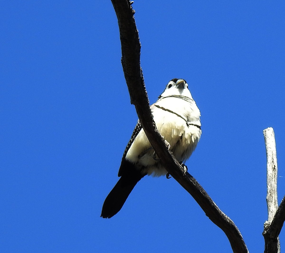 Double-barred Finch - ML647118067