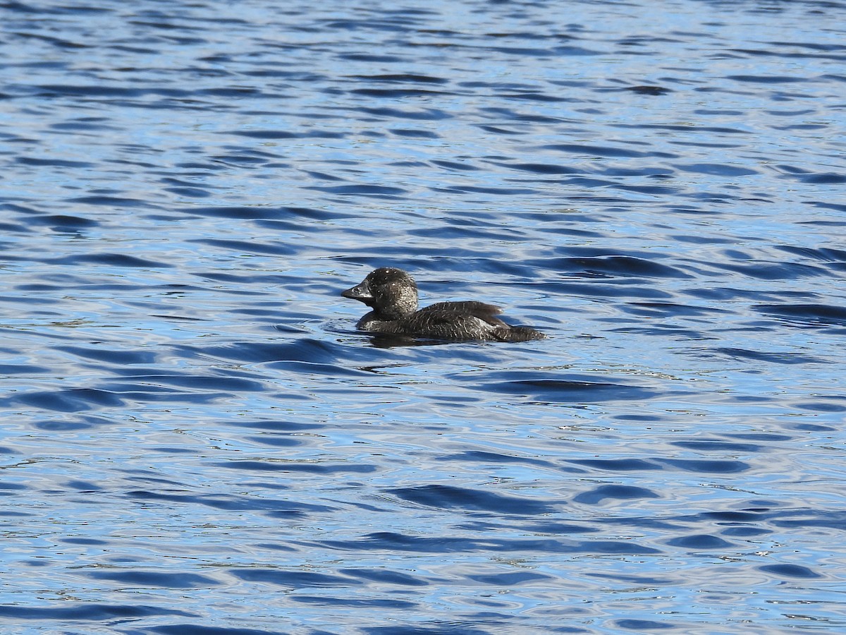 Лопастная утка - ML647118068