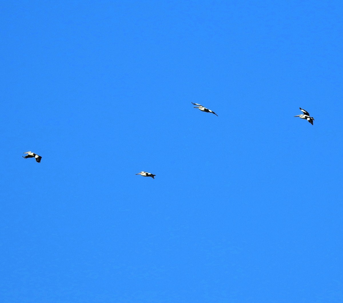 Australian Pelican - ML647118081