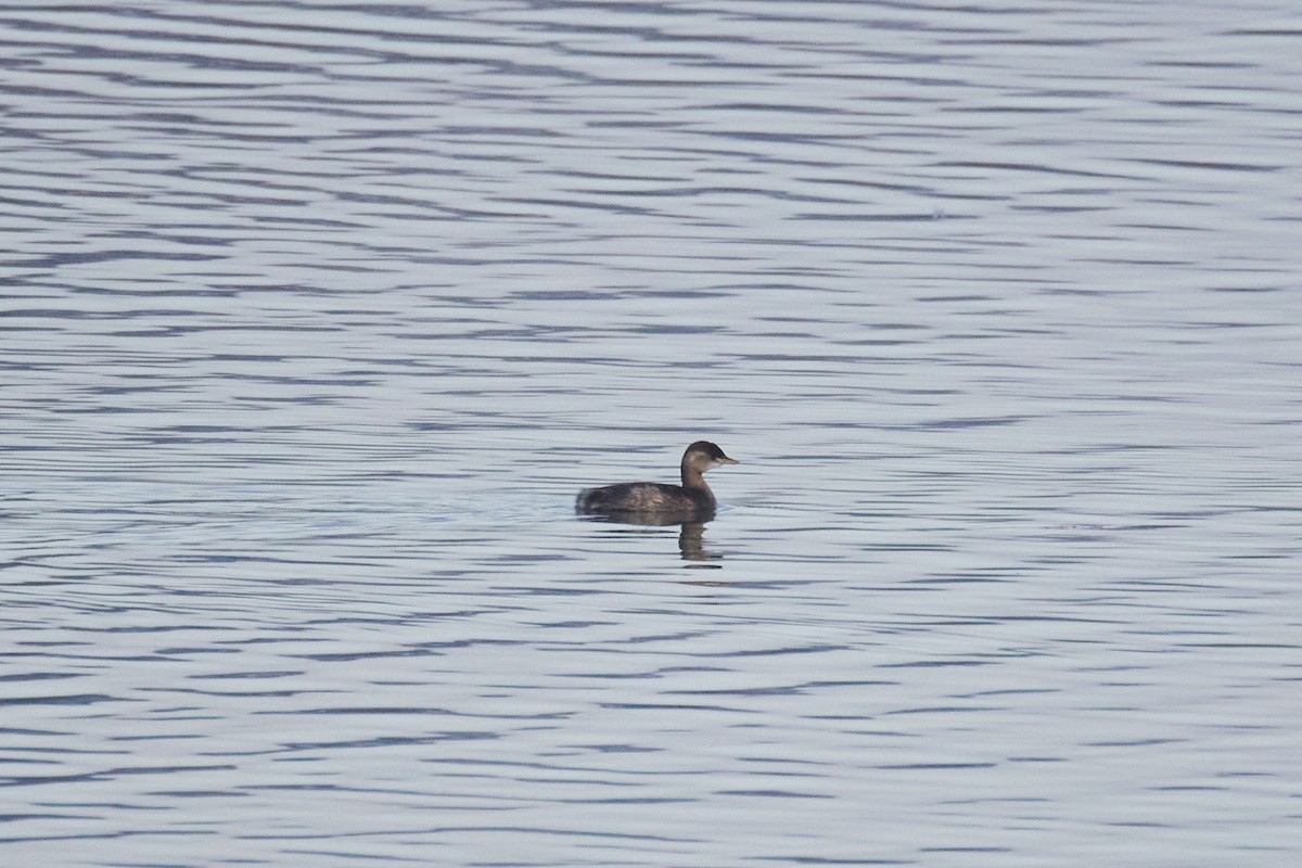 Little Grebe - ML647118107