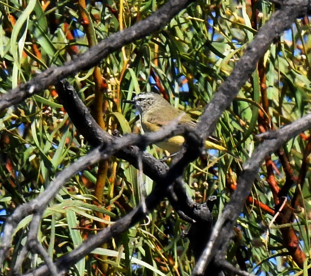 Yellow-rumped Thornbill - ML647118108