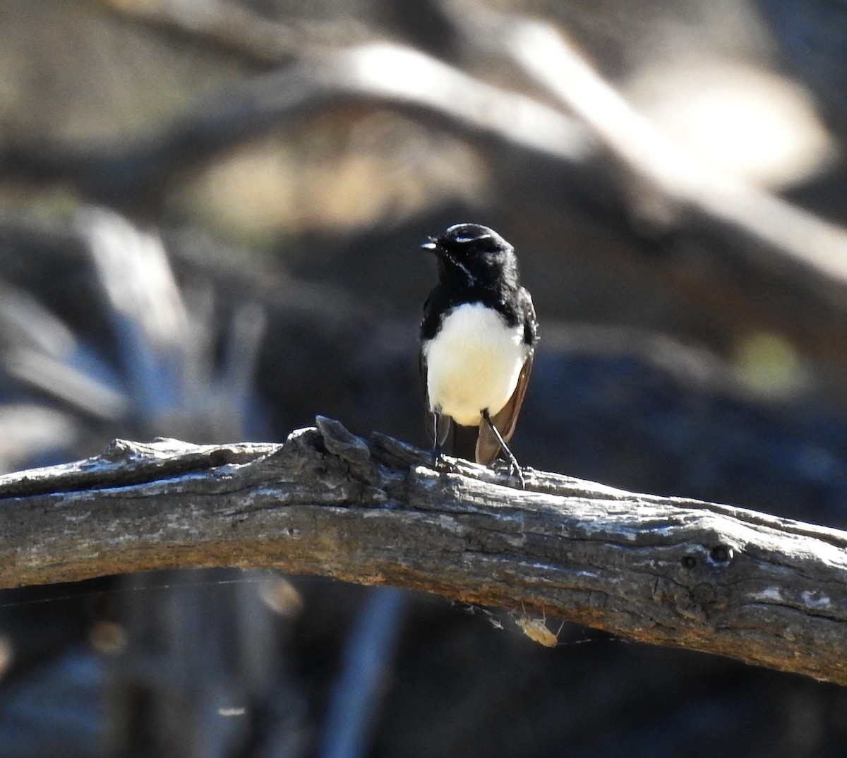 Willie-wagtail - ML647118111