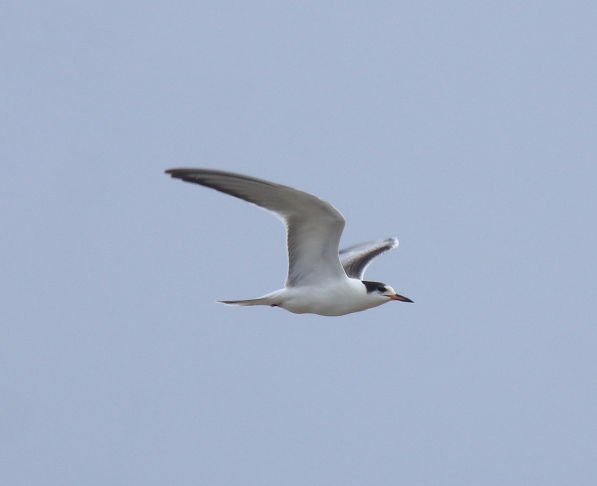 Common Tern - ML647118112