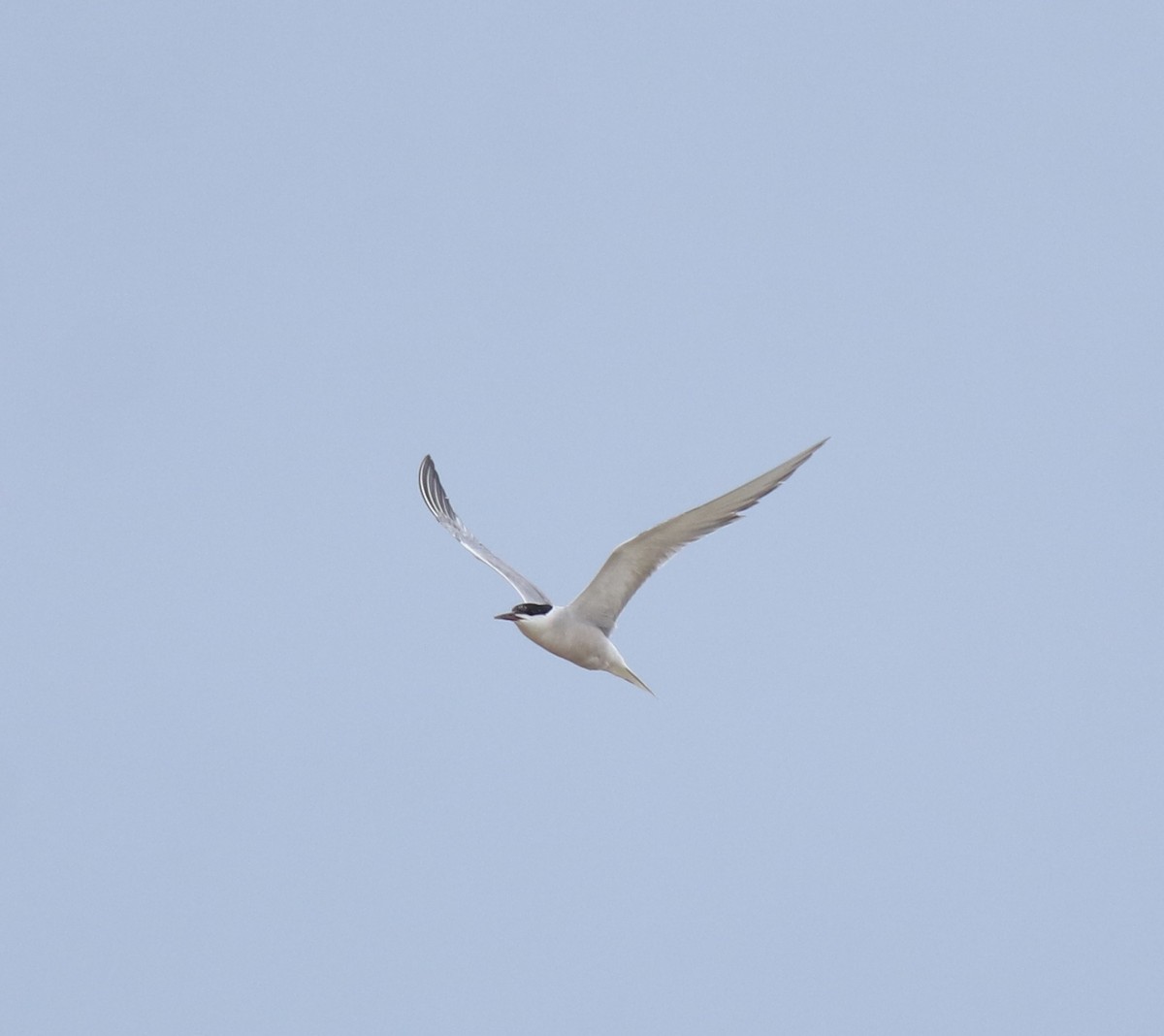Common Tern - ML647118113