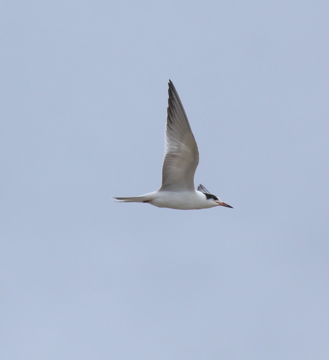 Common Tern - ML647118114